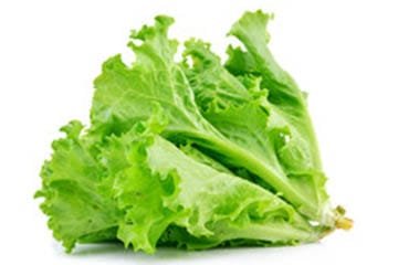 Lettuce fresh rs 68 1kg