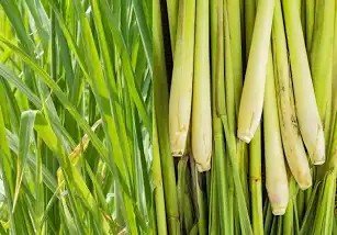 Lemon grass rs 130 1kg