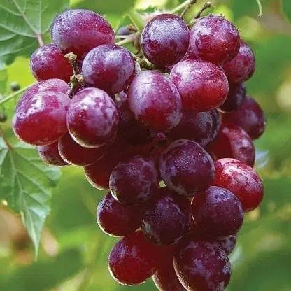 Red grapes rs 280 1kg