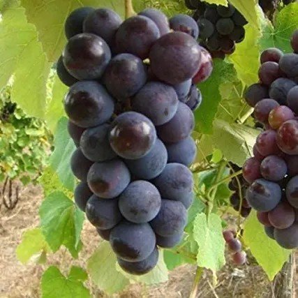 Black grapes rs 170 1kg