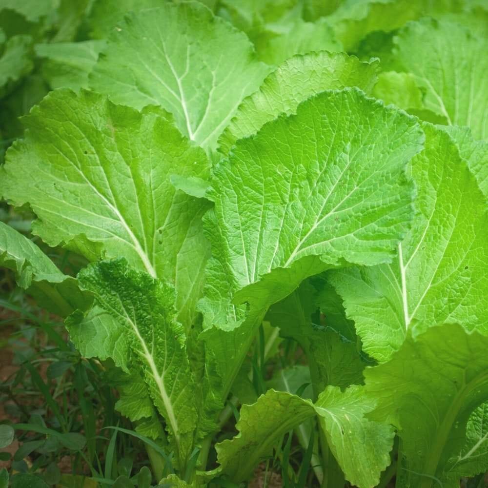 Sarso saag leaf rs 40 1 kg