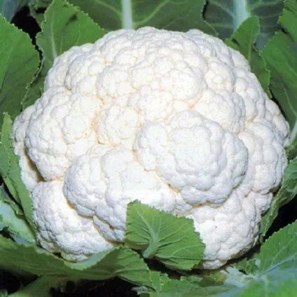 Cauliflower fresh rs 30 1kg